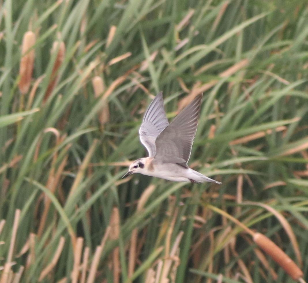 Black Tern - ML426741351