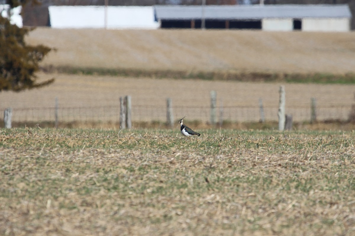 Northern Lapwing - ML426745161