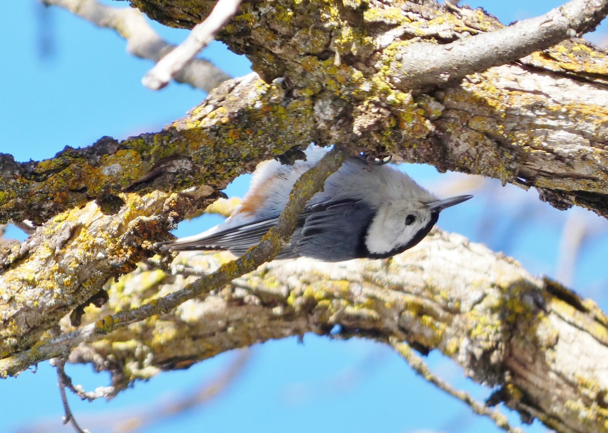 White-breasted Nuthatch - ML426745481