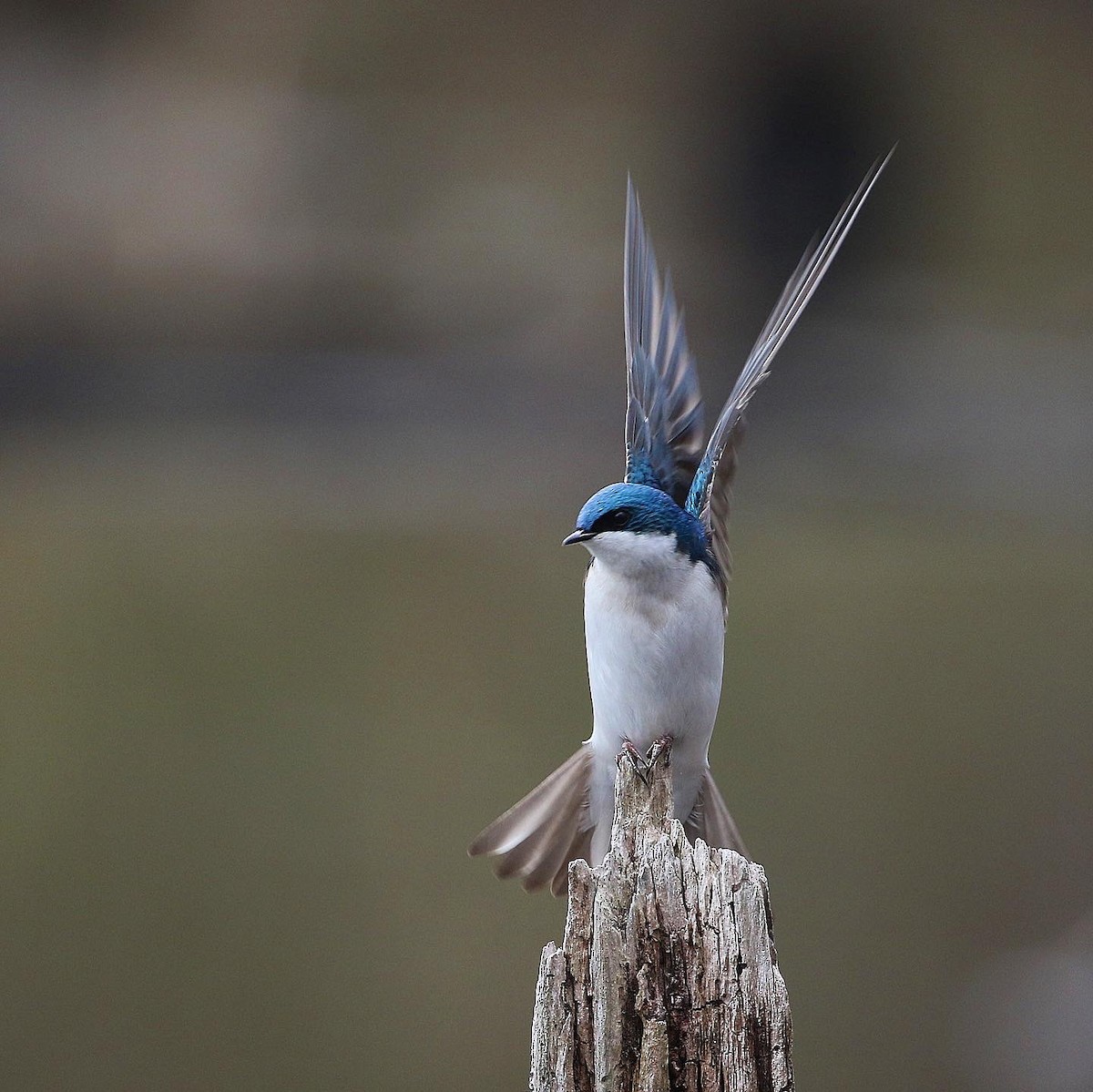 Tree Swallow - ML426746831