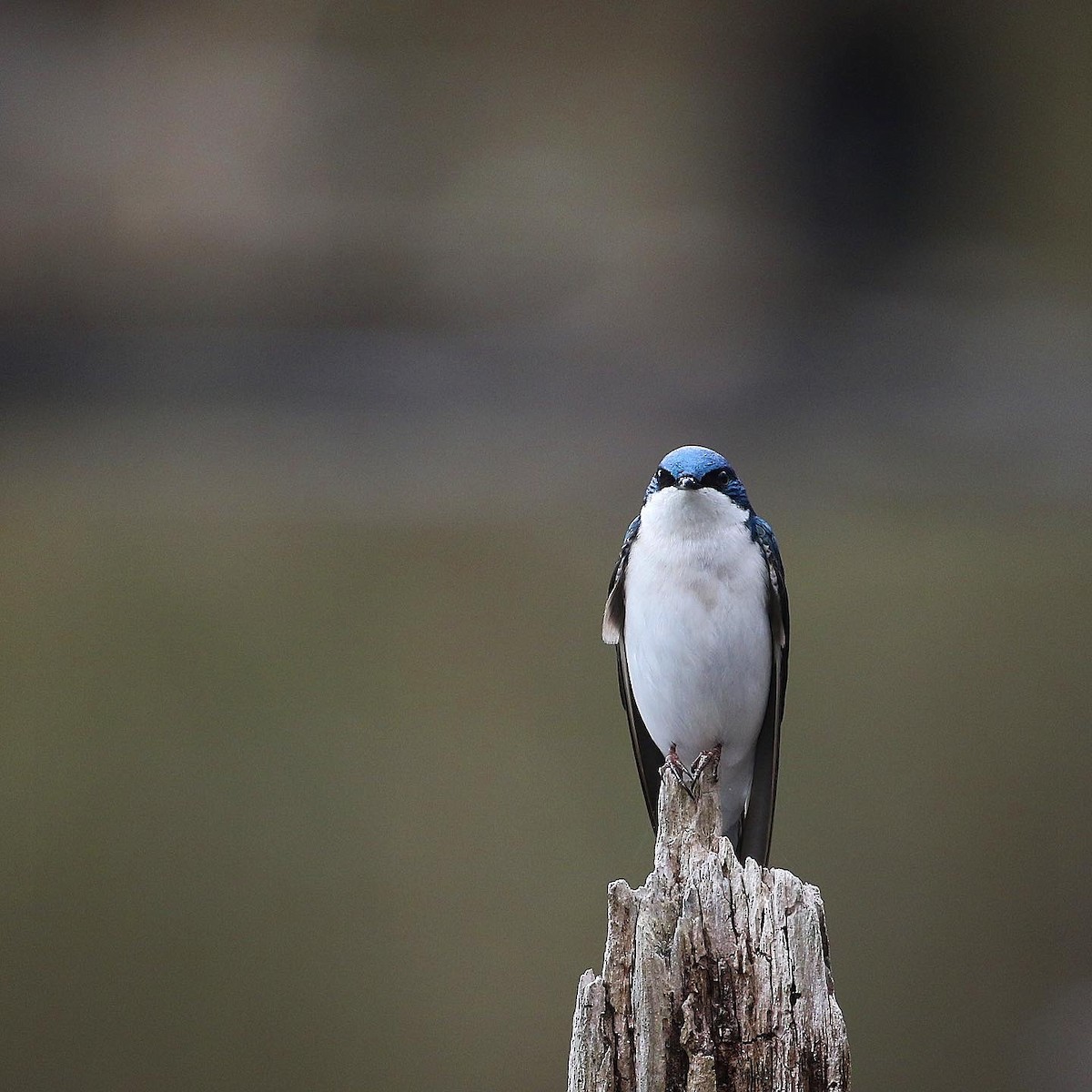 Tree Swallow - ML426746841