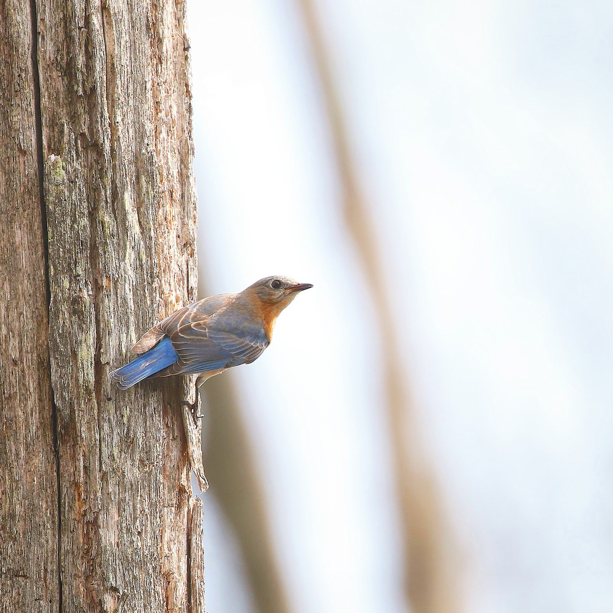 Eastern Bluebird - Anthony V. Ciancimino