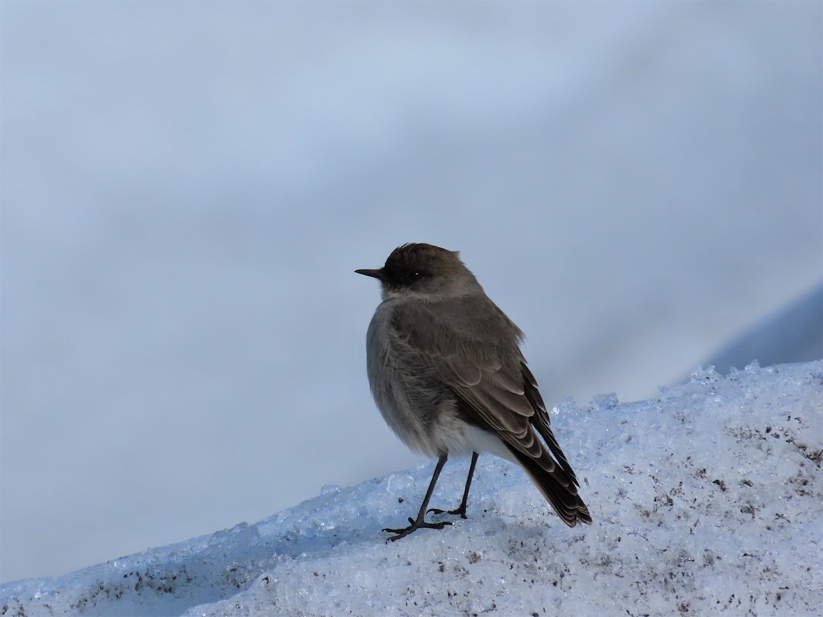 Dark-faced Ground-Tyrant - ML426747851