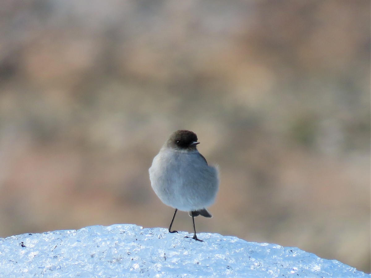 Dark-faced Ground-Tyrant - ML426747861