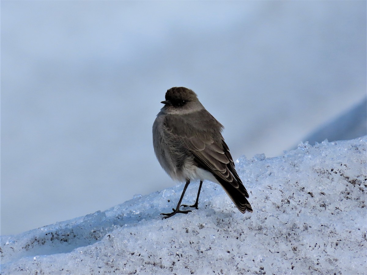 Dark-faced Ground-Tyrant - ML426747871