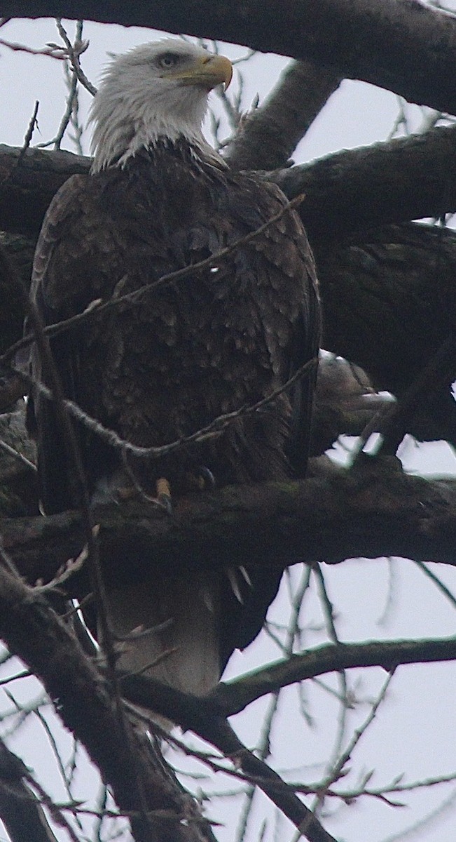 Bald Eagle - ML426748921