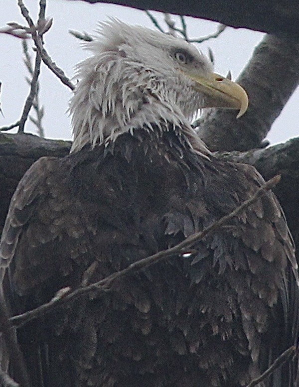 Bald Eagle - ML426748961