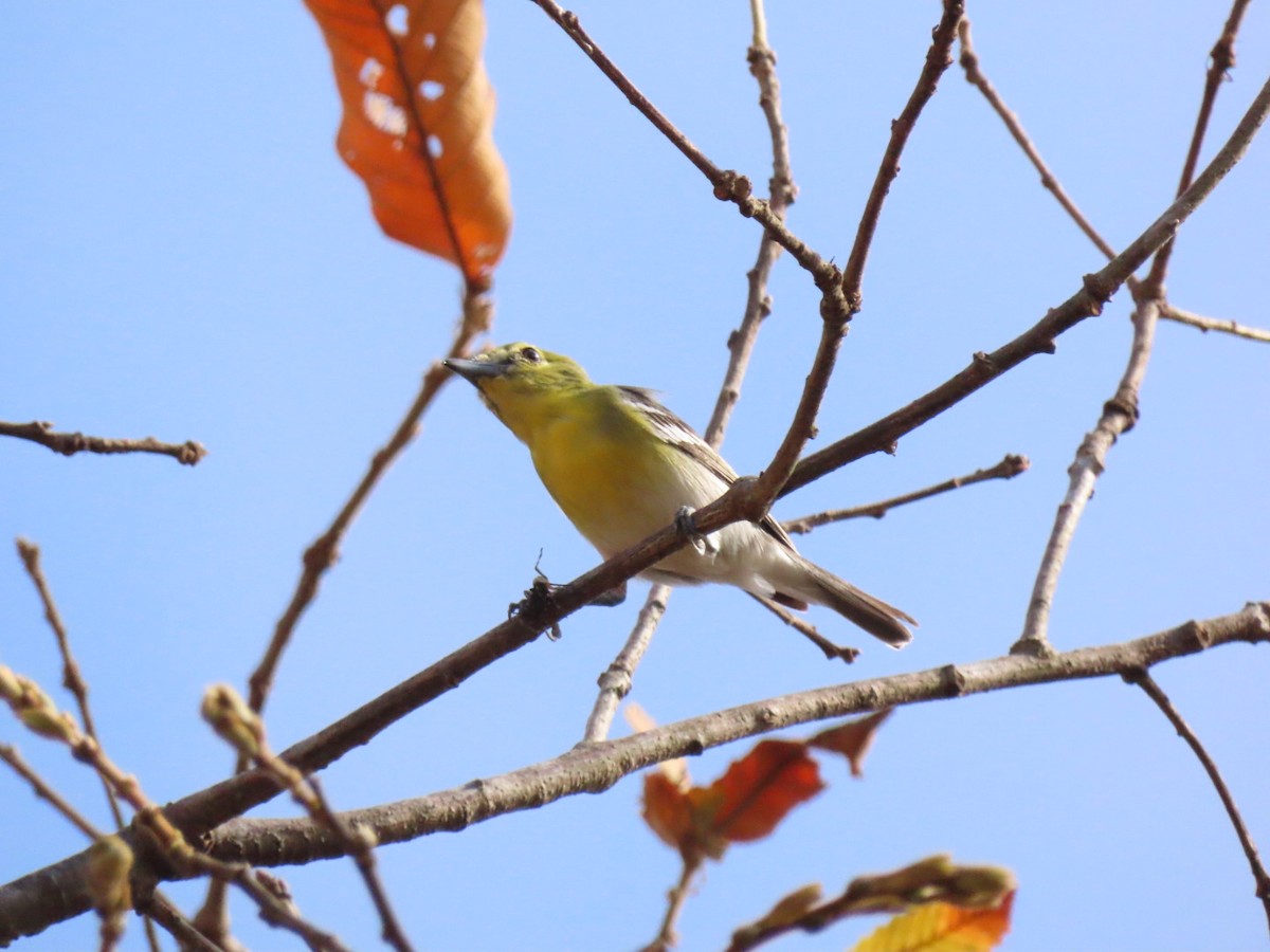 Yellow-throated Vireo - ML426749131