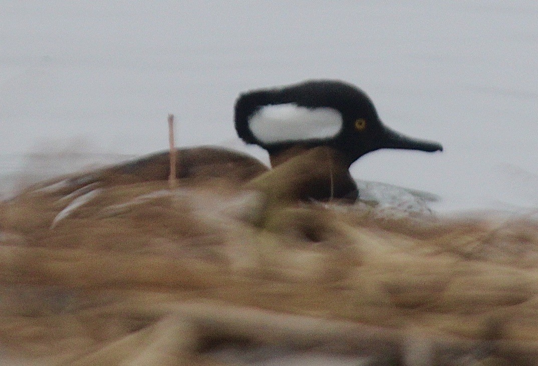 Hooded Merganser - ML426749271