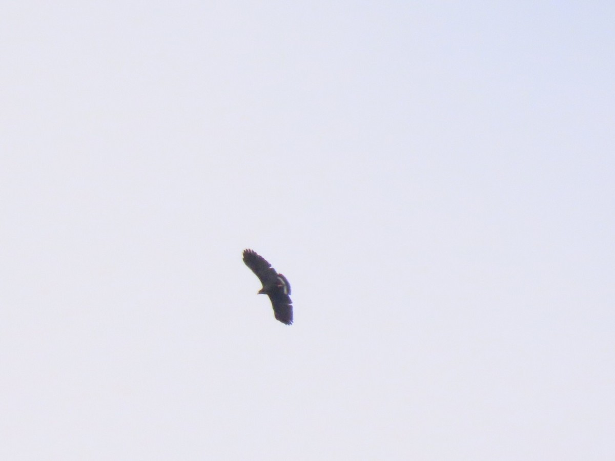 Common Black Hawk (Common) - ML426749381