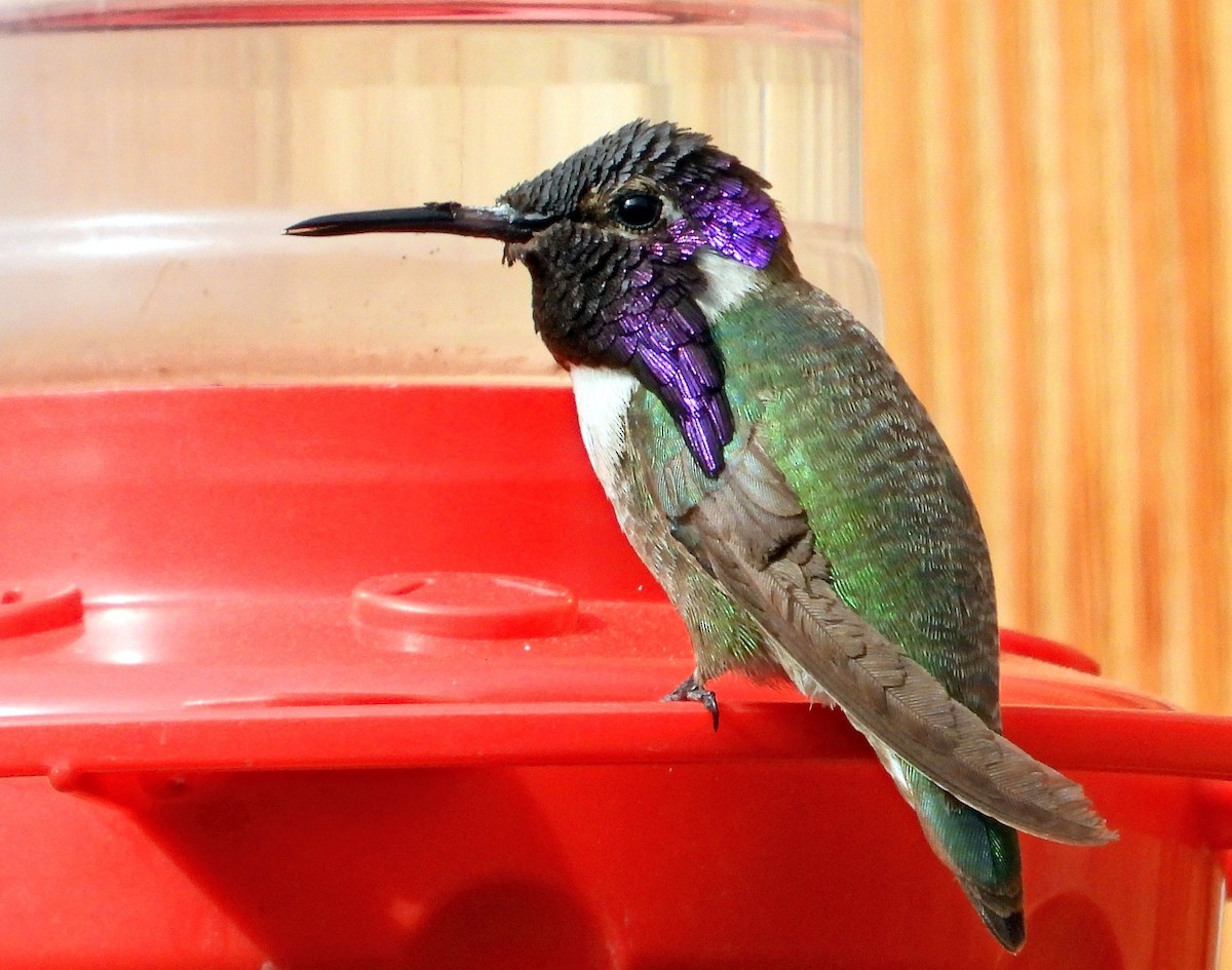 Colibrí de Costa - ML426749741