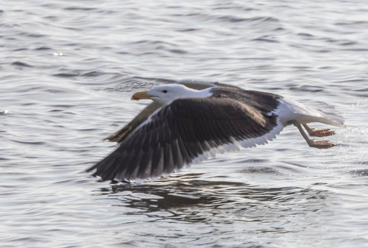 Great Black-backed Gull - ML426749771