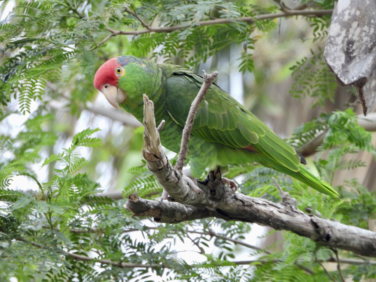 Red-crowned Parrot - ML426750061