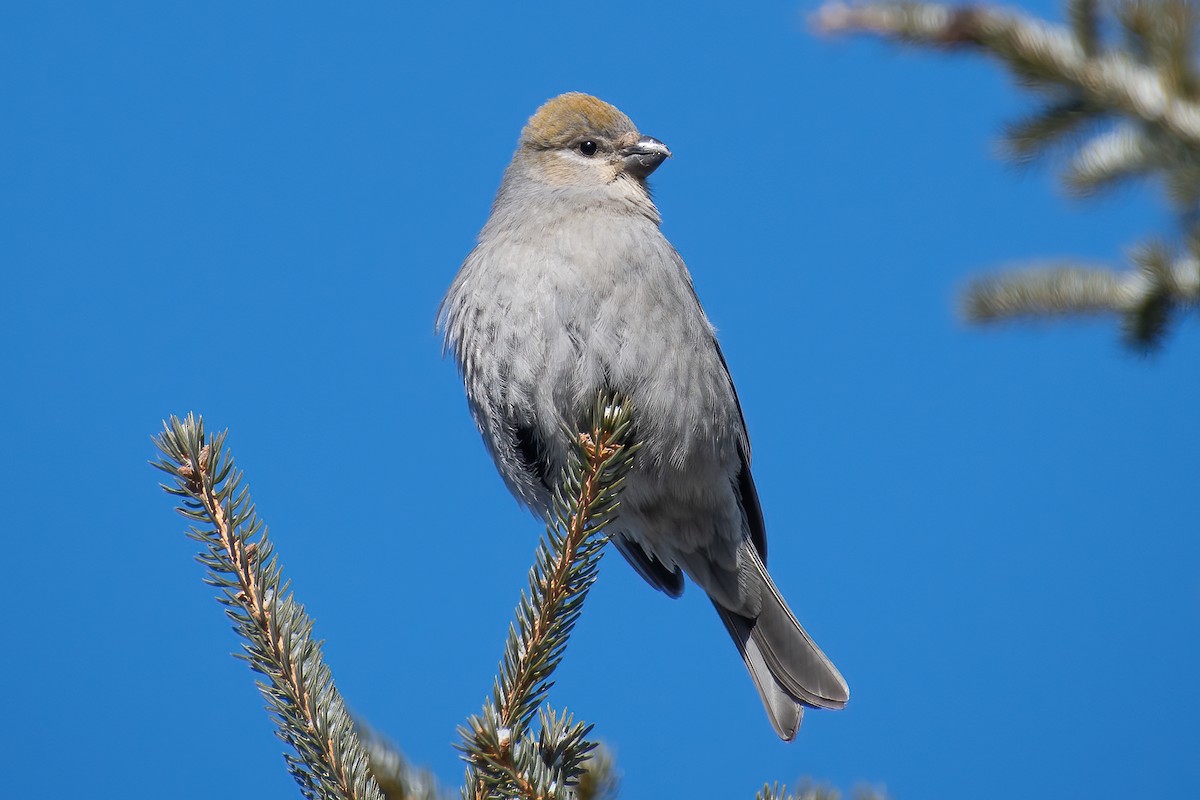 Нарсны шүршүү - ML426750651