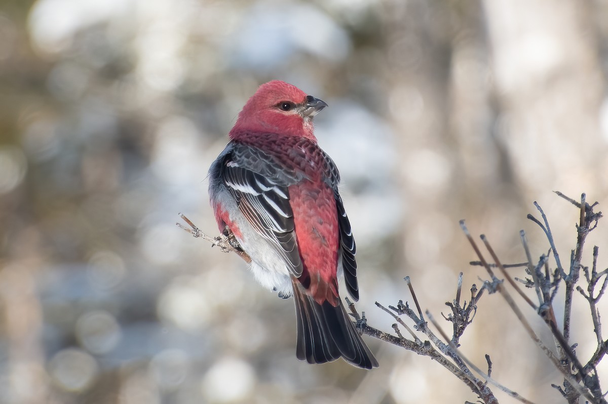 Нарсны шүршүү - ML426750661