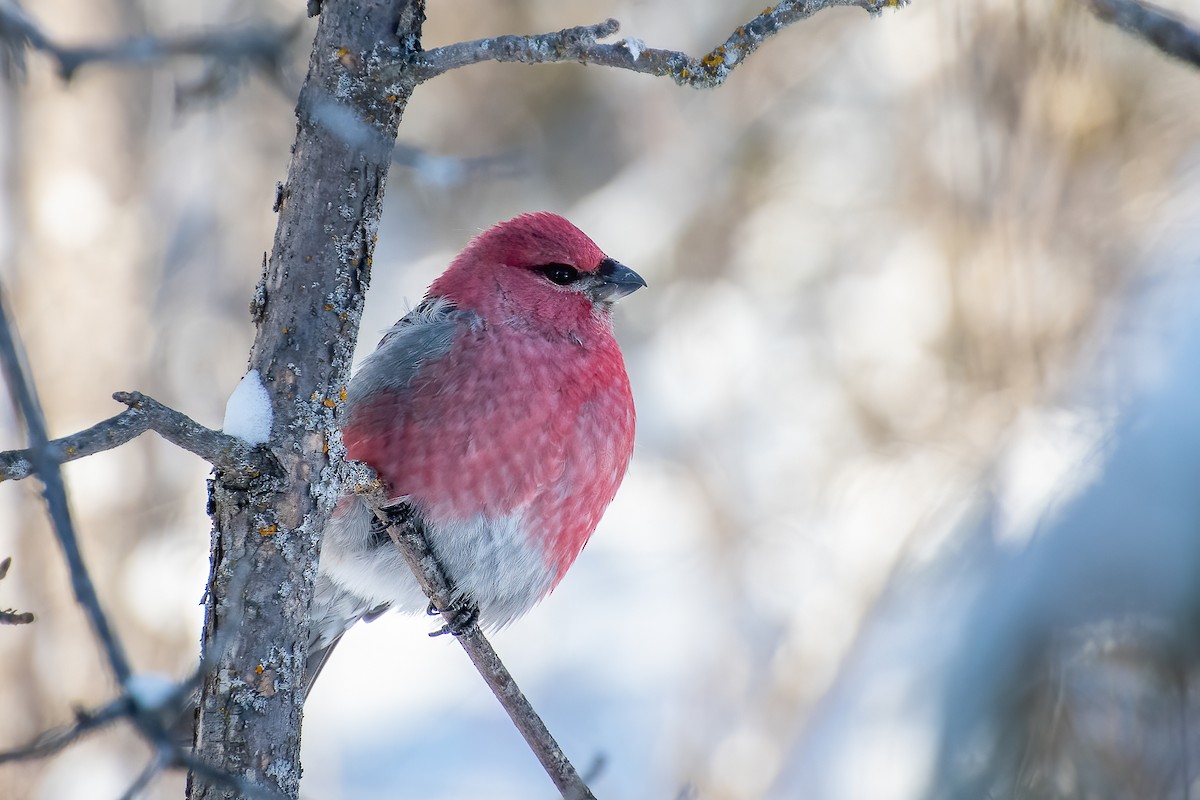 Нарсны шүршүү - ML426750671