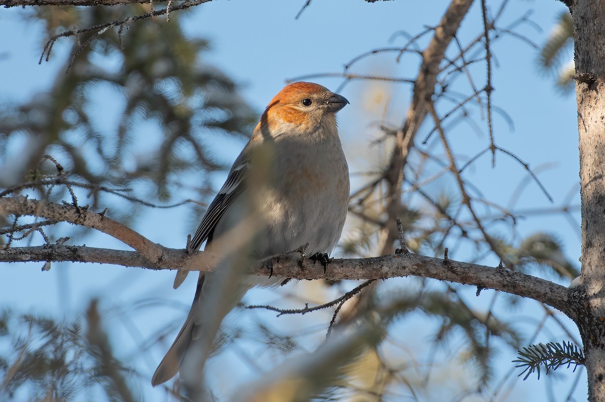 Нарсны шүршүү - ML426750691