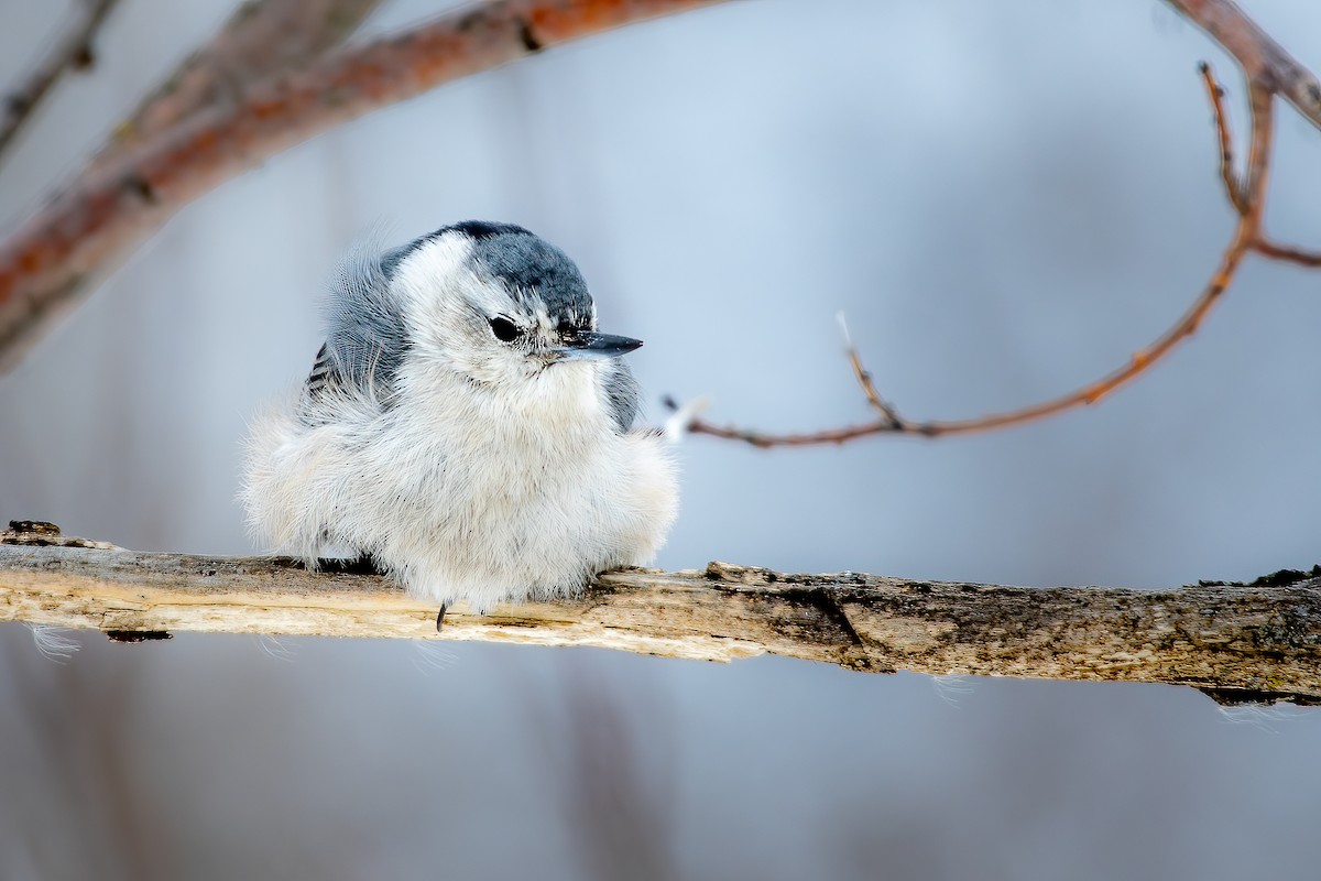 White-breasted Nuthatch - ML426751101