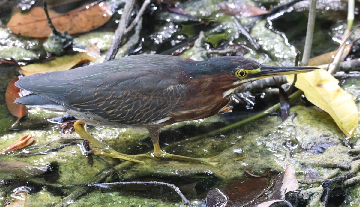 Green Heron - Loren Kliewer