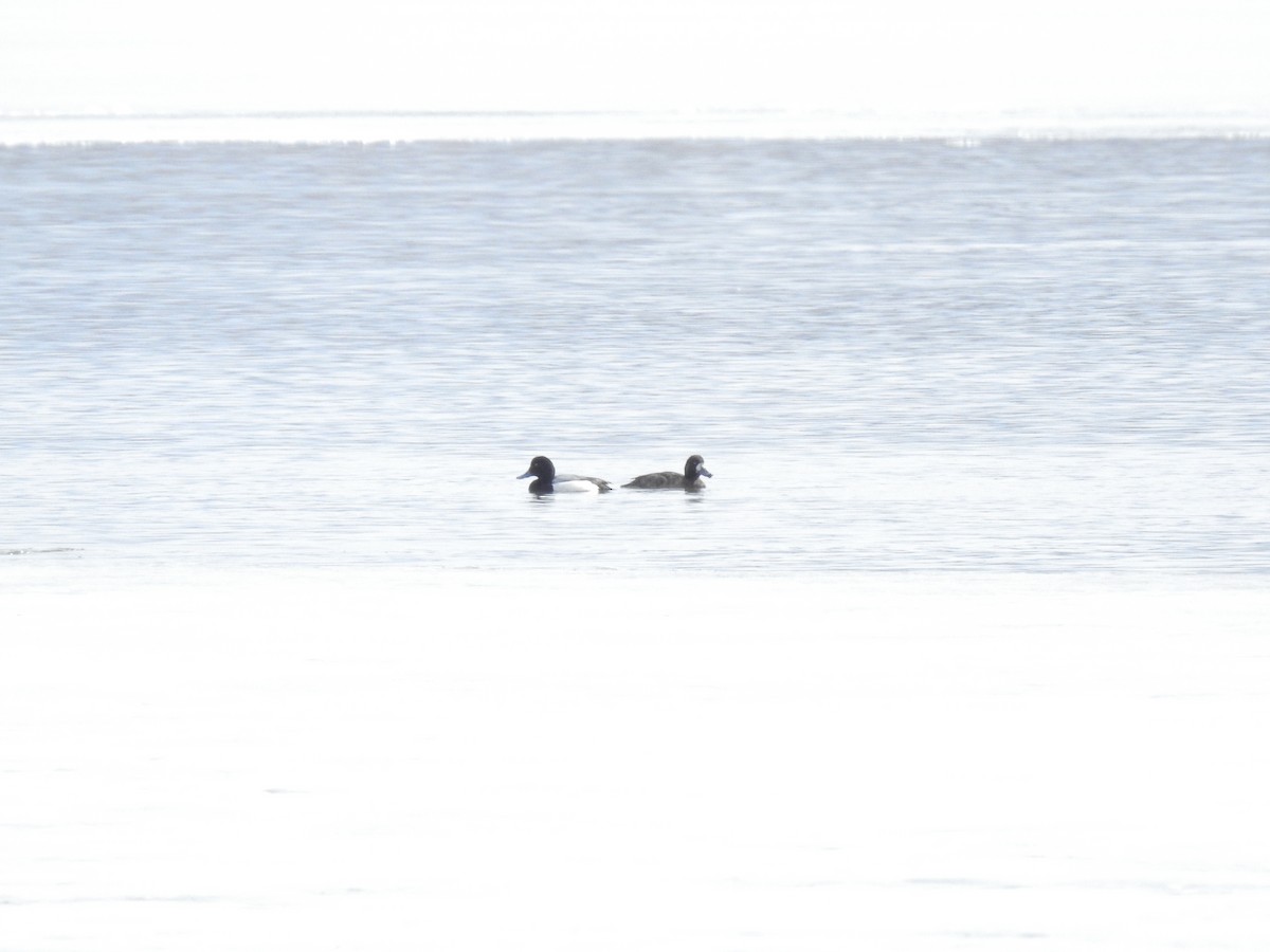 Greater Scaup - ML426754621