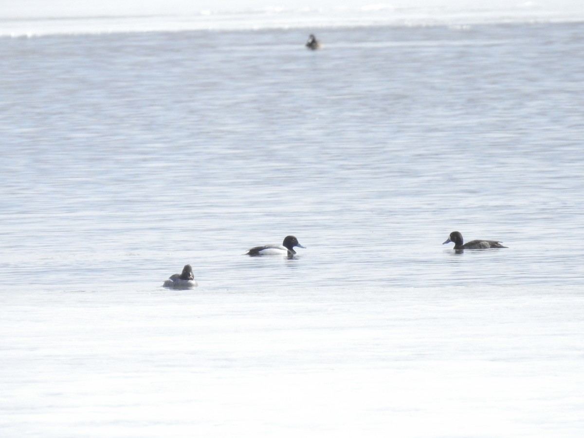 Greater Scaup - ML426754651