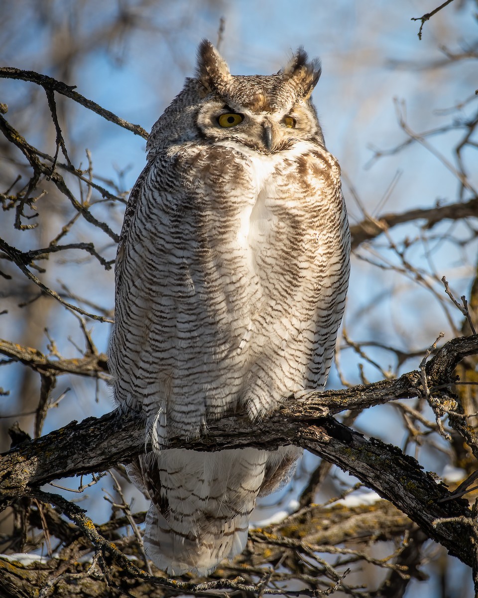 Great Horned Owl - Andrew Standfield
