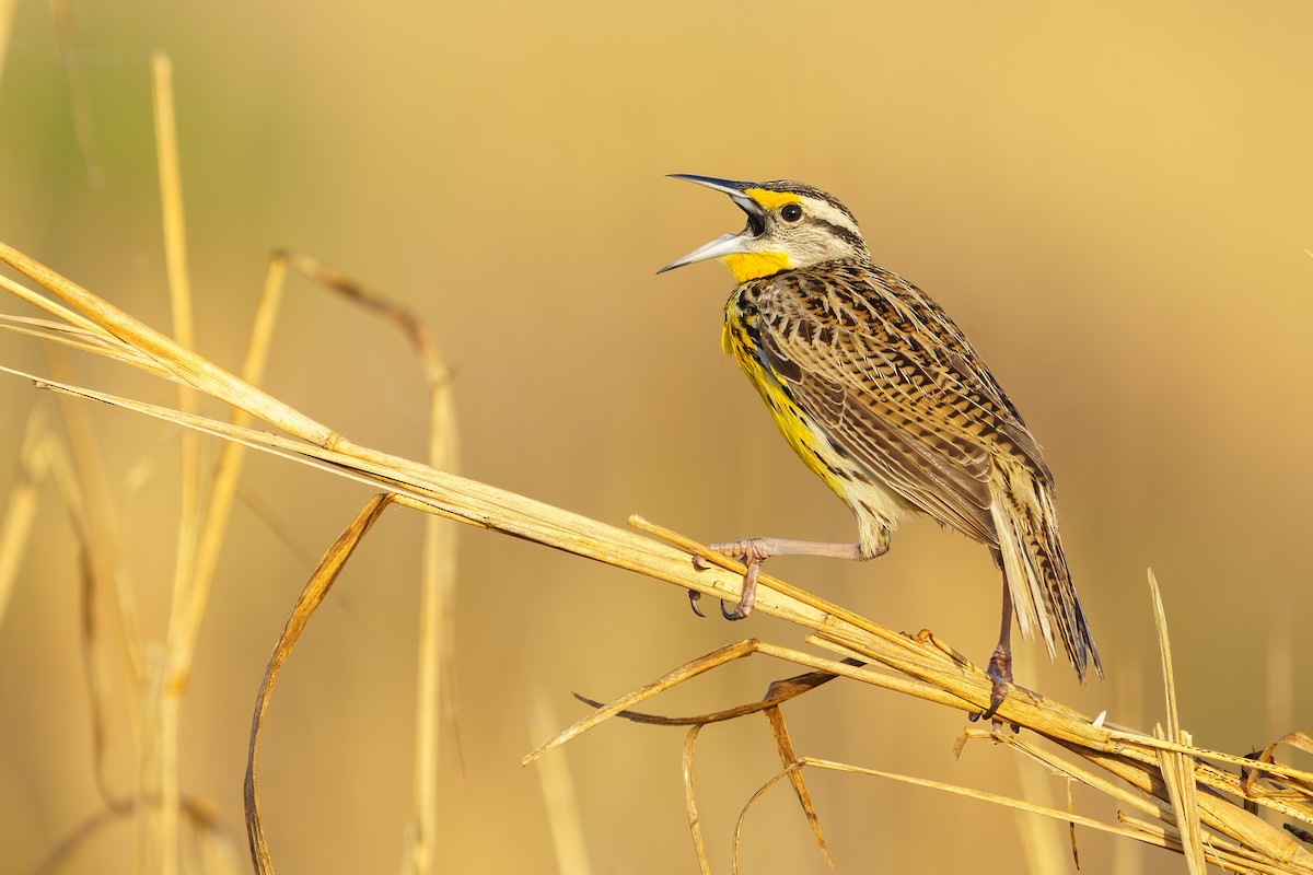 Eastern Meadowlark (Eastern) - ML426756621