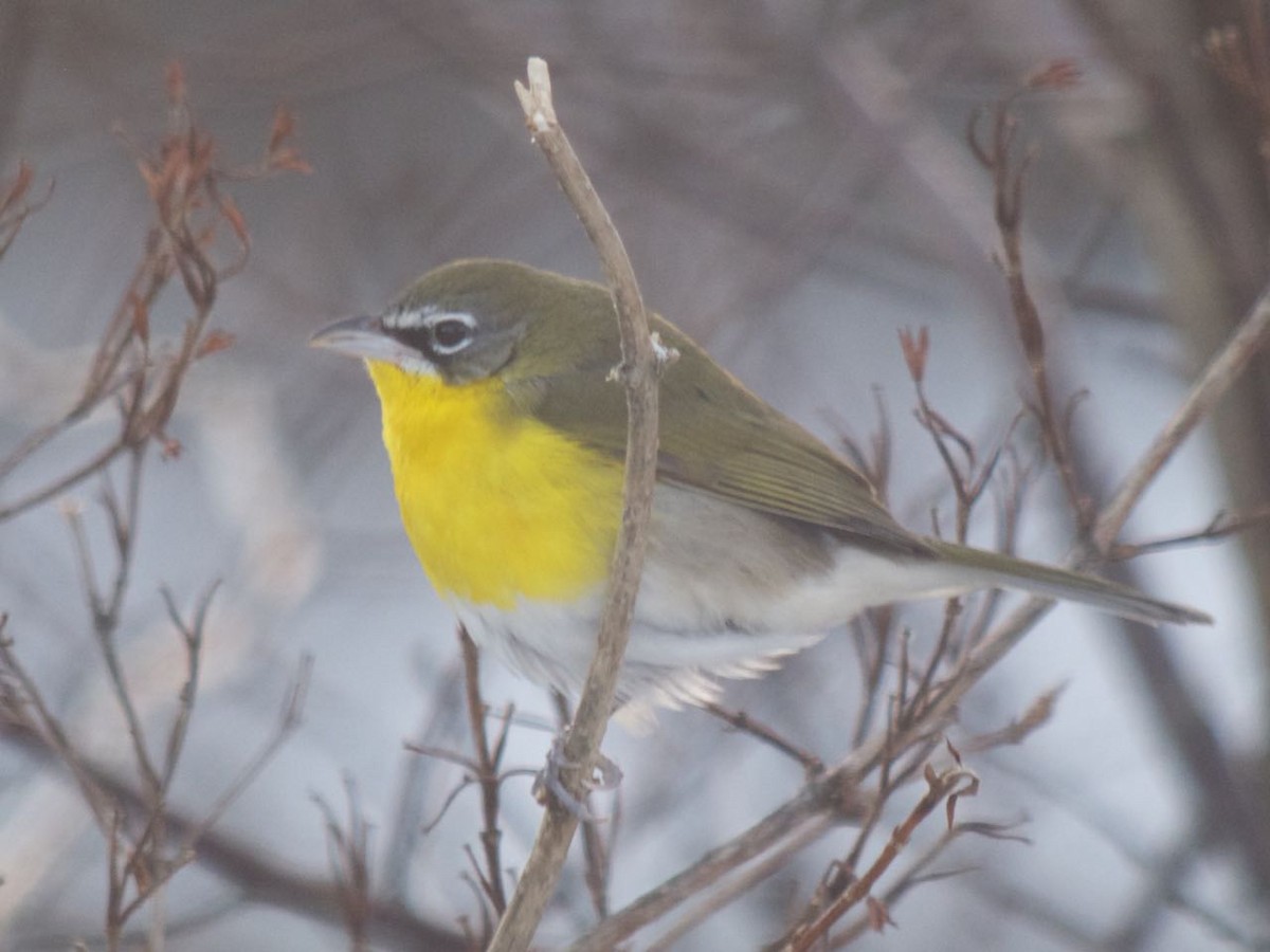 Yellow-breasted Chat - Alvan Buckley