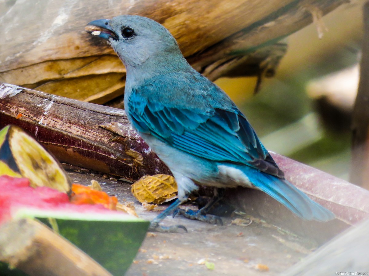 Blue-gray Tanager - ML42675811