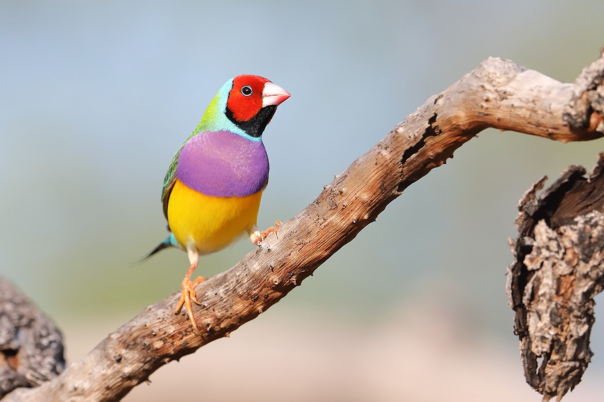 Gouldian Finch - ML426758951