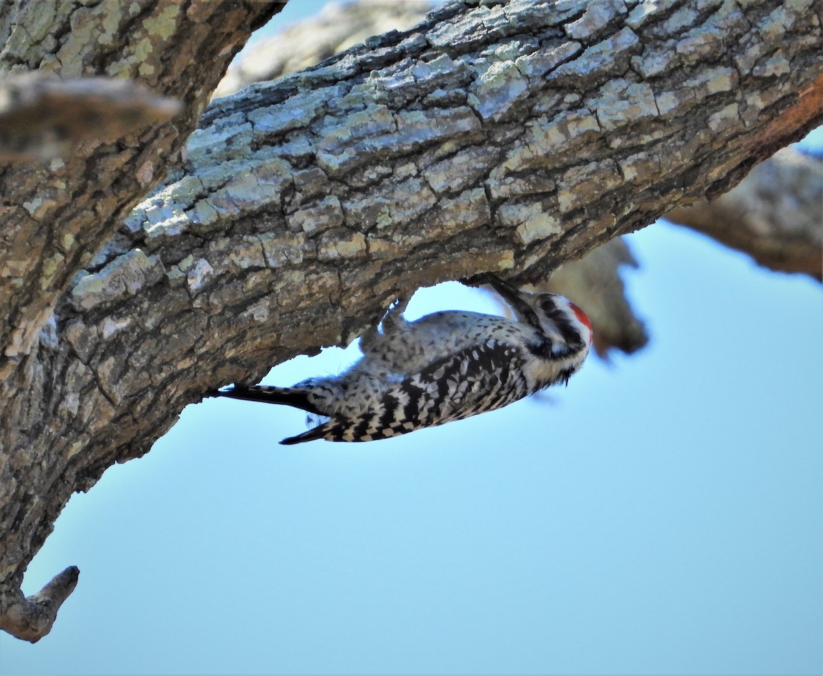 Ladder-backed Woodpecker - ML426759051