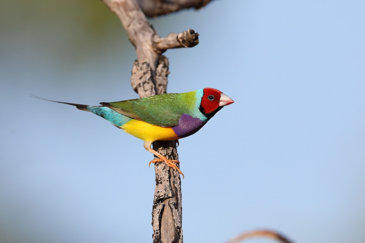 Gouldian Finch - ML426759901