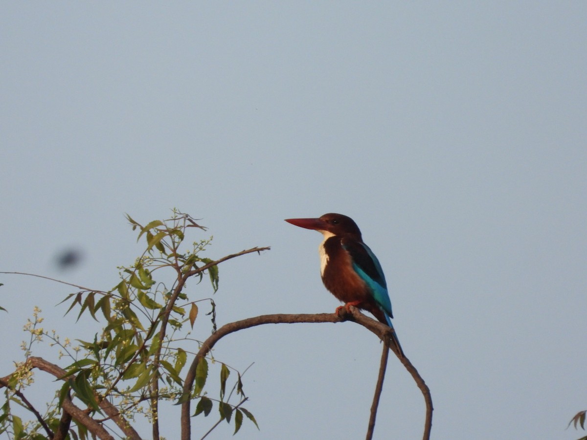 White-throated Kingfisher - ML426764491