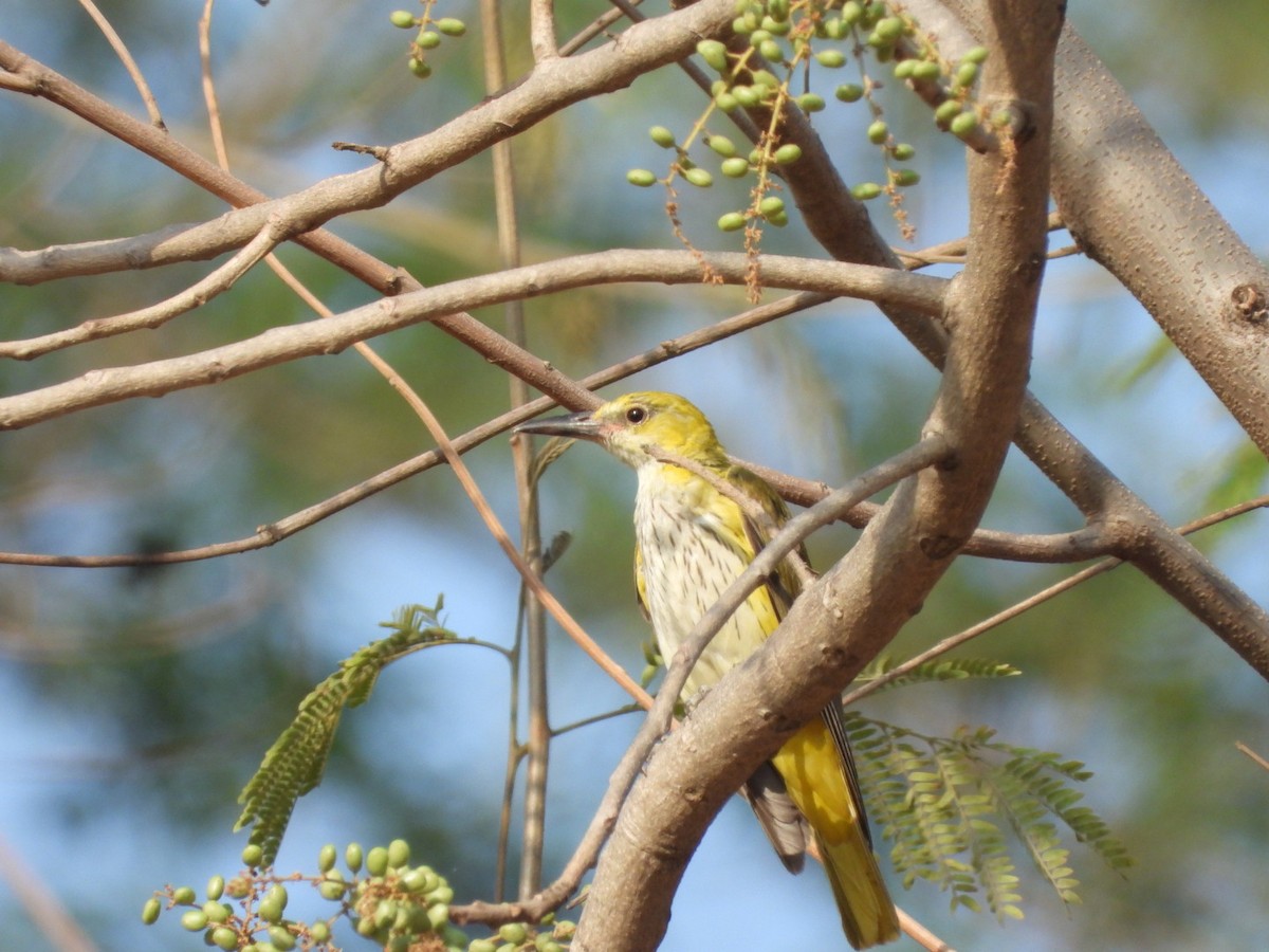 Indian Golden Oriole - ML426765661
