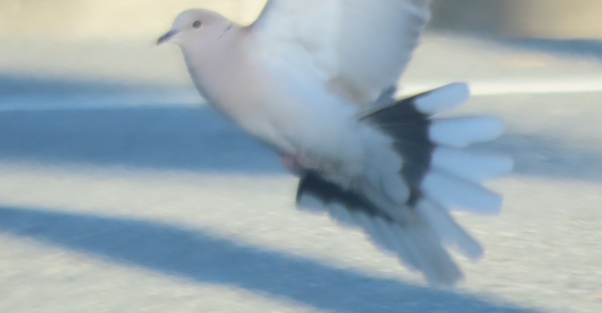 Eurasian Collared-Dove - ML426765961