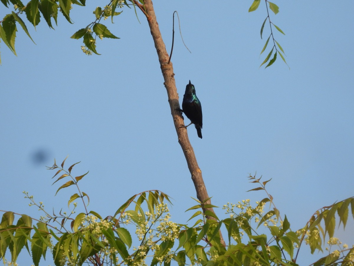 Purple Sunbird - ML426766241