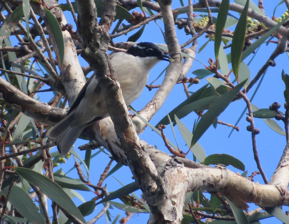 White-throated Honeyeater - ML426766251