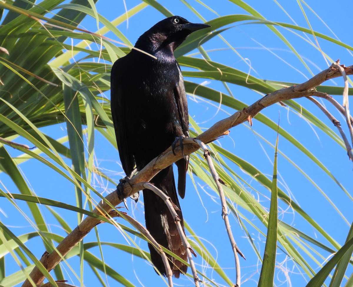 Boat-tailed Grackle - ML426766381