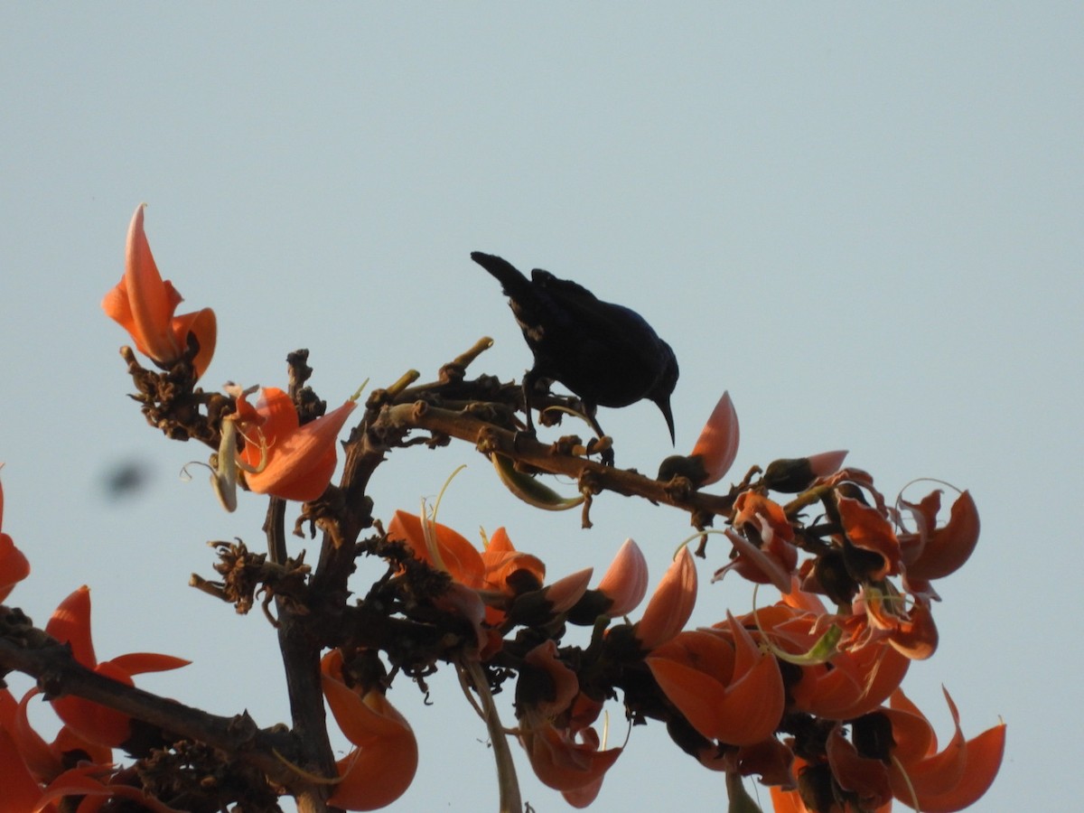 Purple Sunbird - ML426766751