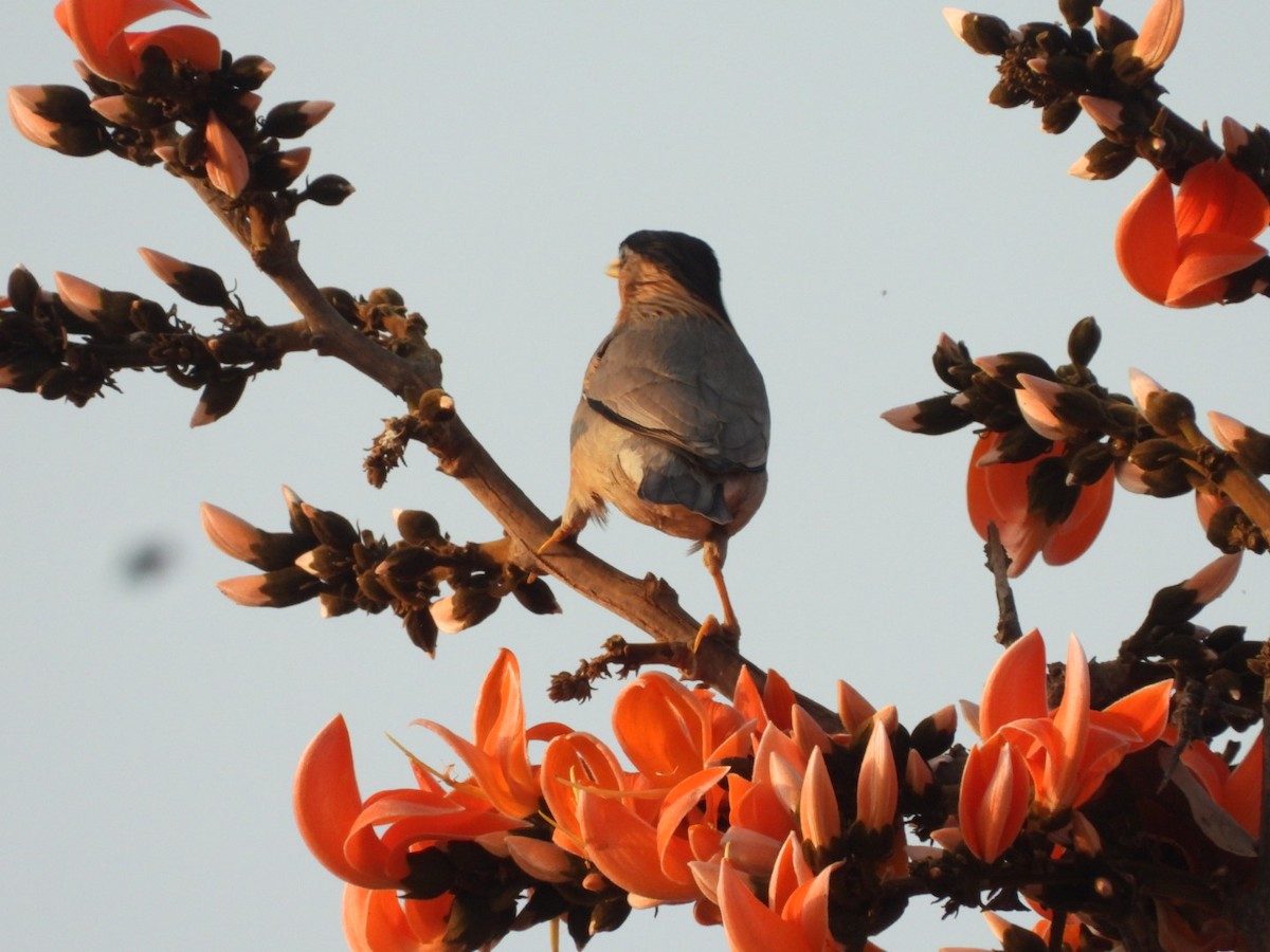 Brahminy Starling - ML426766811