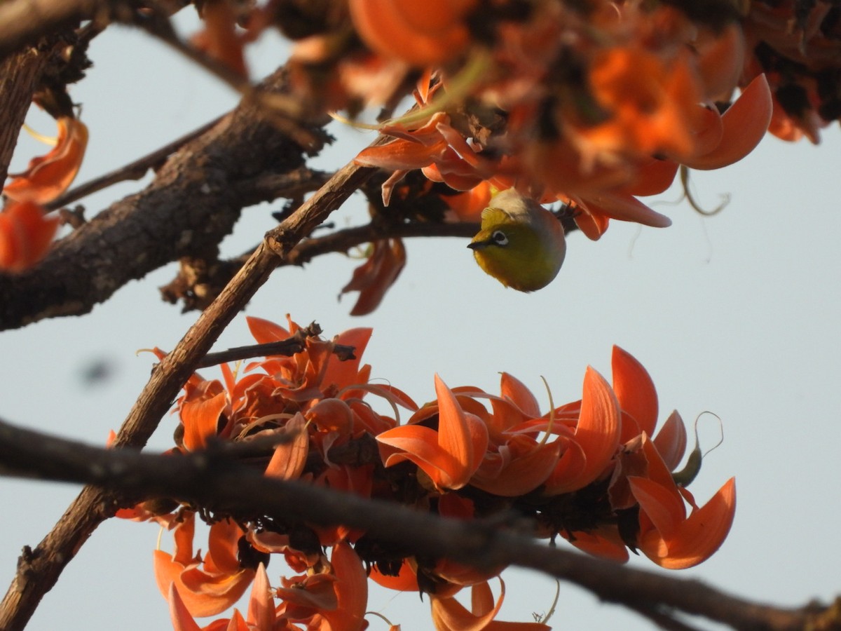 Indian White-eye - ML426767051