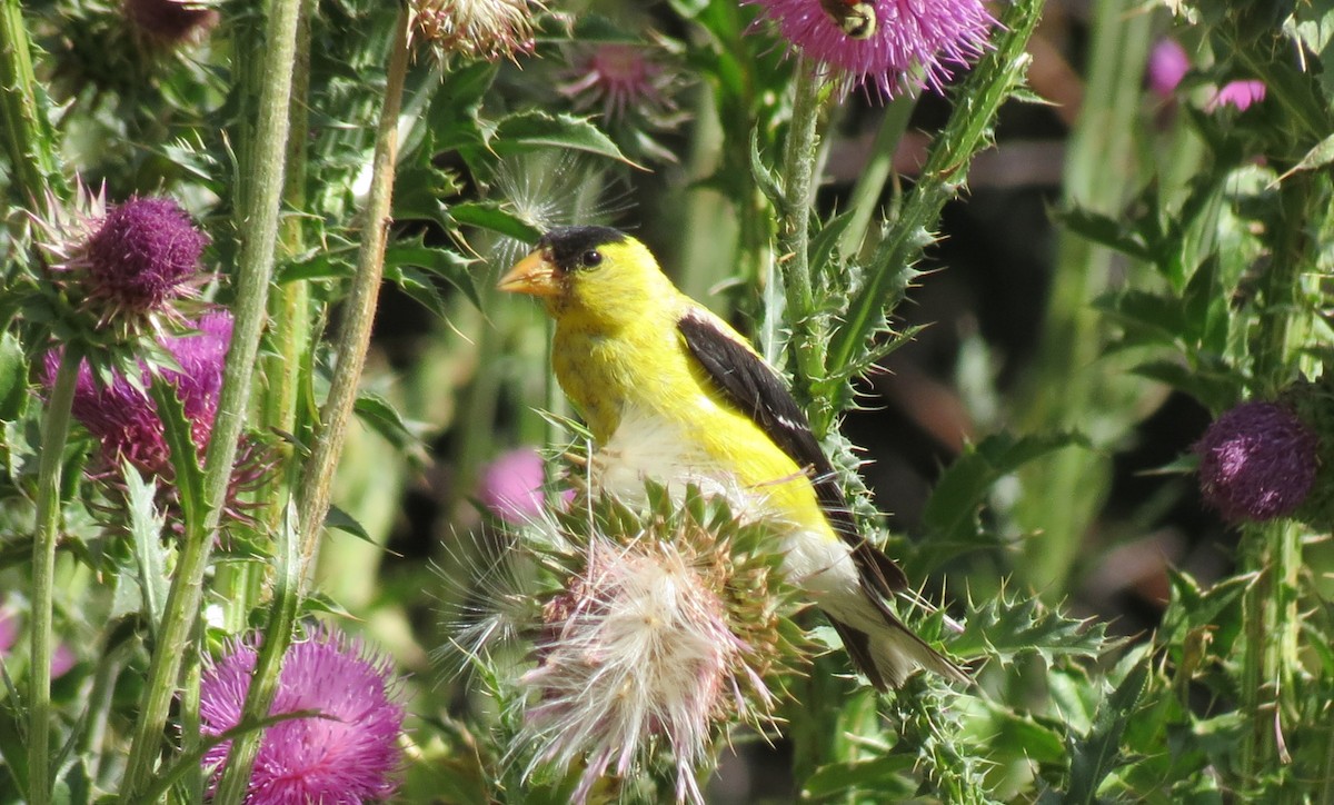 American Goldfinch - ML426767241