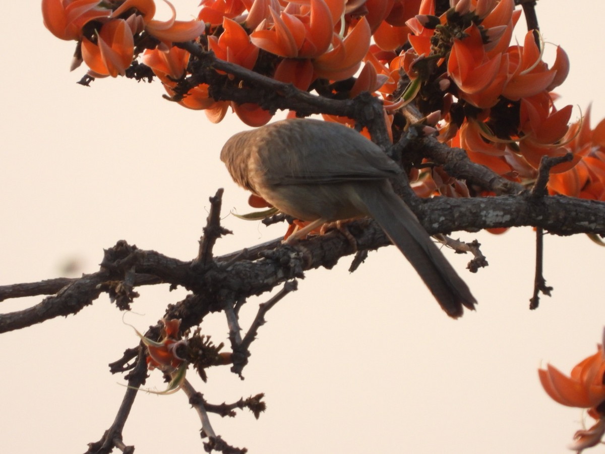 Jungle Babbler - ML426767471