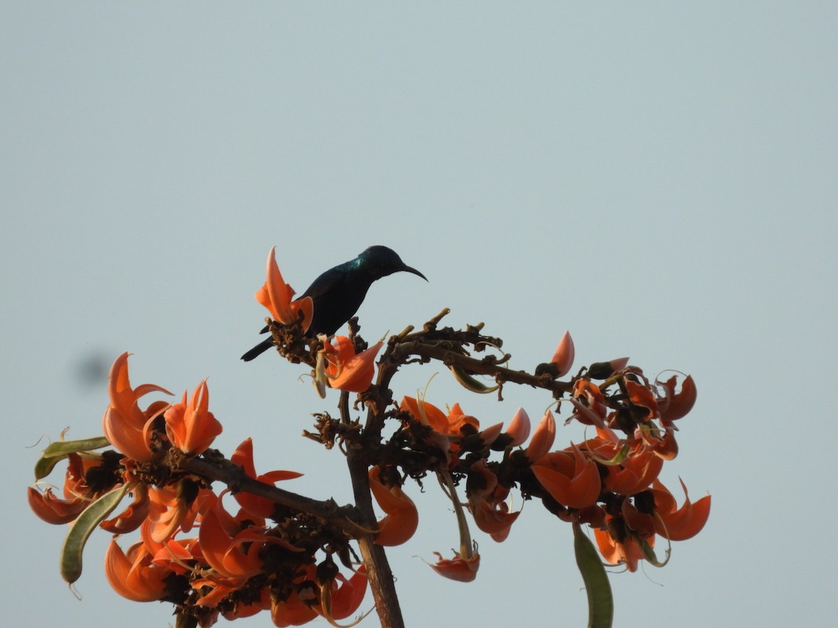 Purple Sunbird - ML426767911