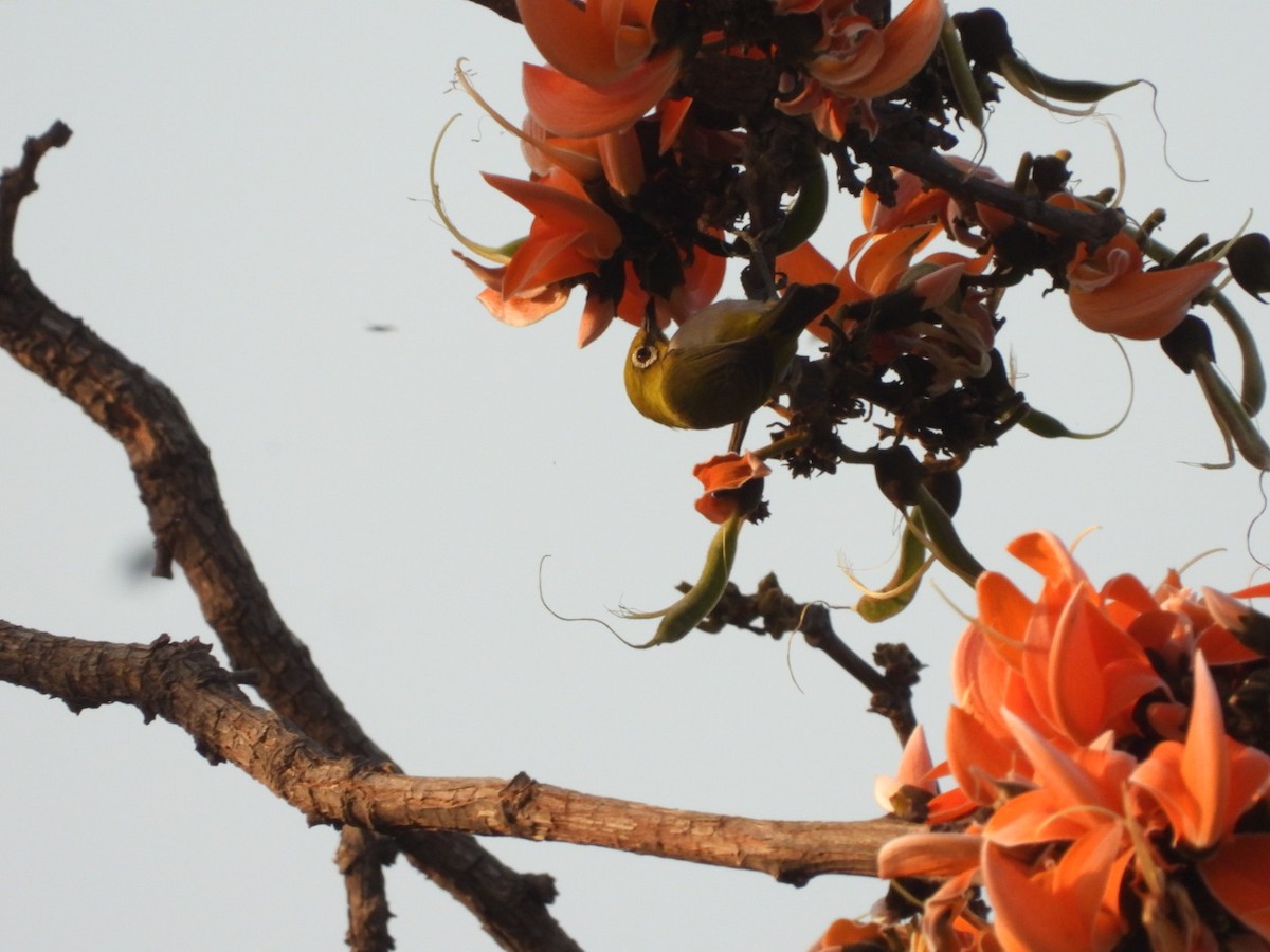 Indian White-eye - ML426767941