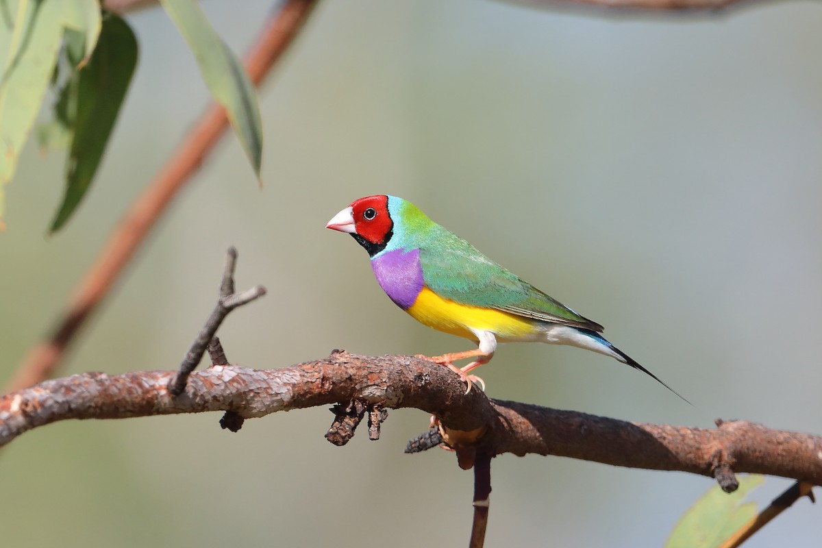 Gouldian Finch - ML426768501