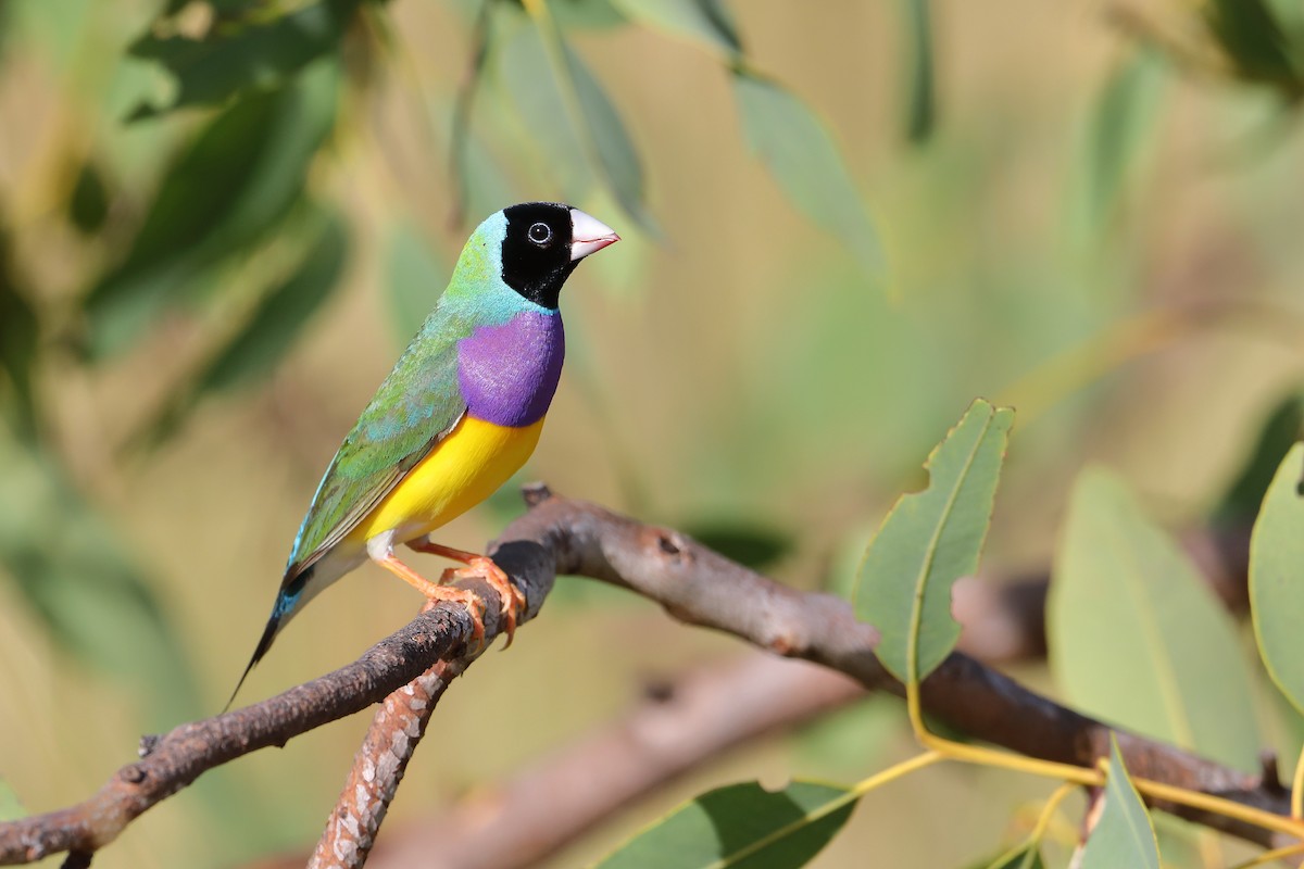 Gouldian Finch - ML426768521