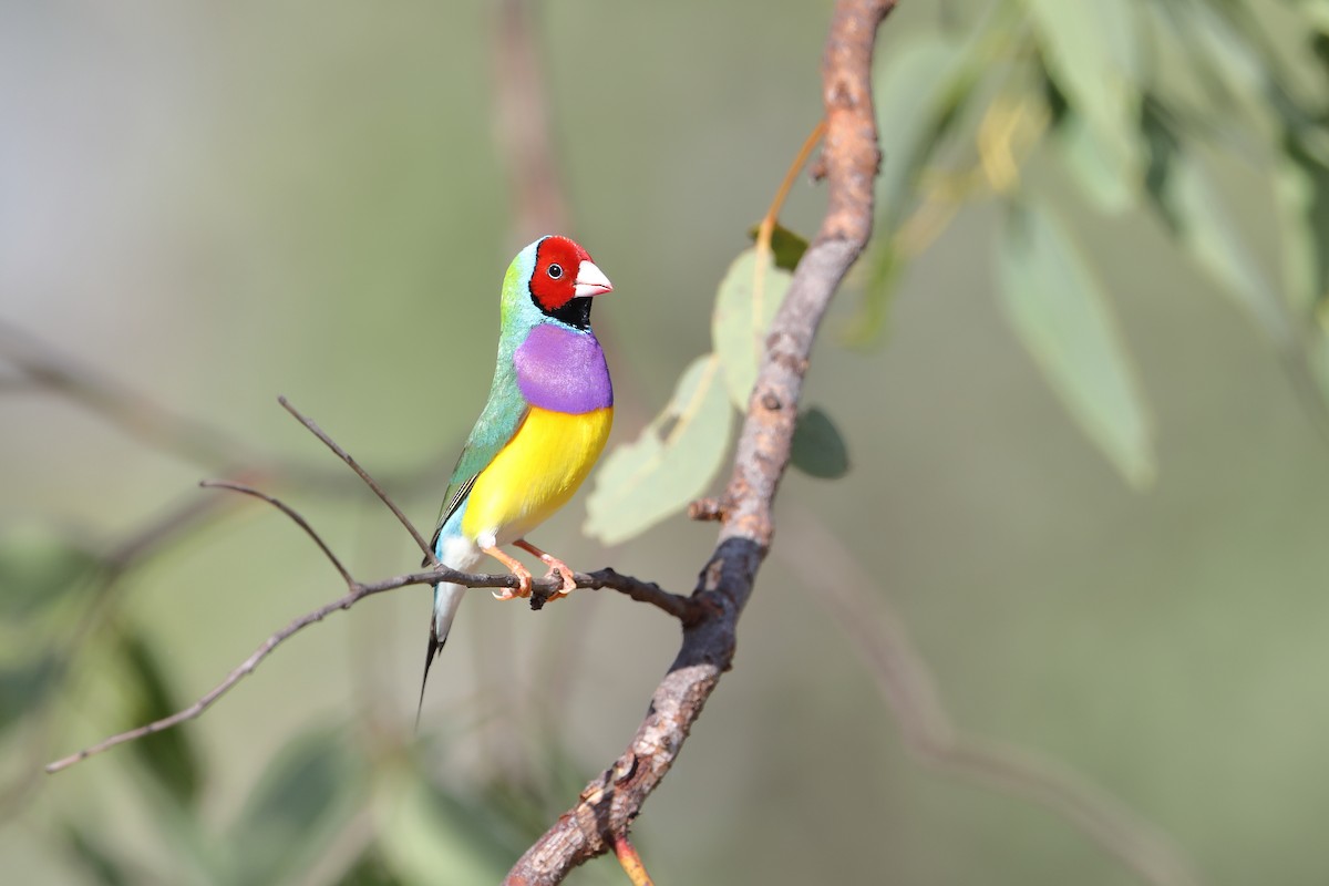 Gouldian Finch - ML426768561