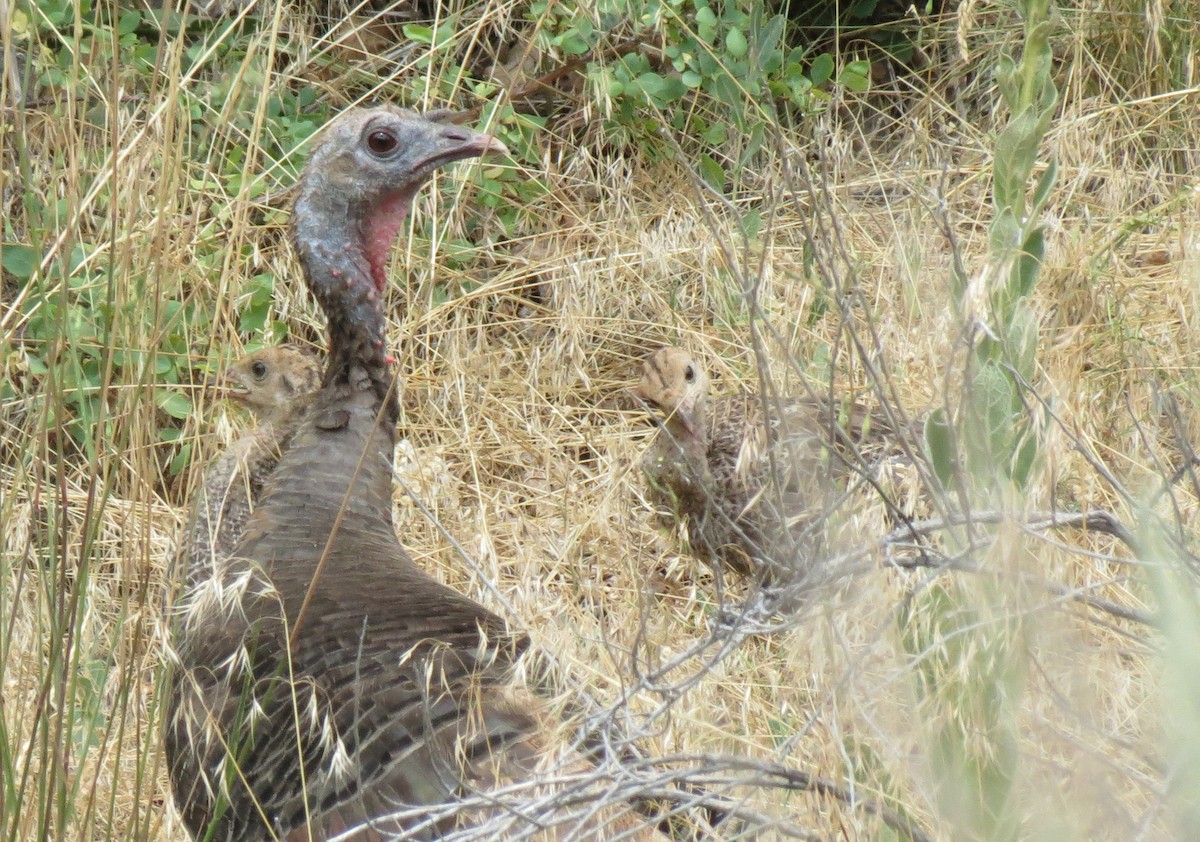 Wild Turkey - ML426769401