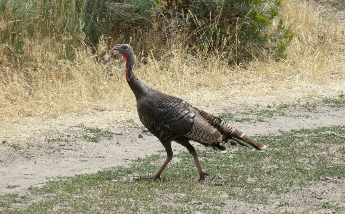 Wild Turkey - ML426769411